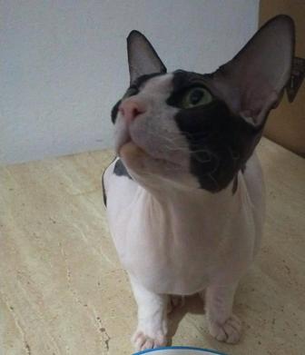 Сфинкс котик