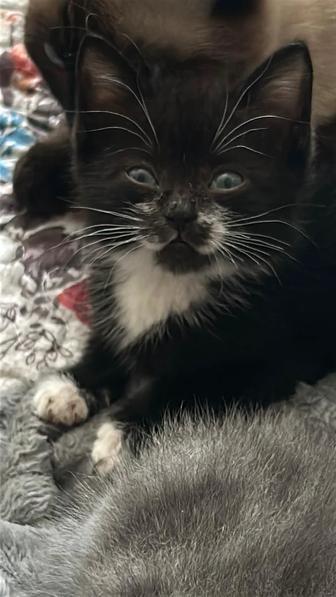 Отдам котенка в добрые руки