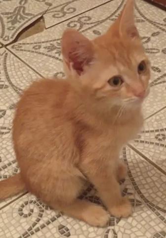 Отдам котенок в добрые руки мальчик .