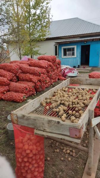 Нарынқол картошкасы сатылады