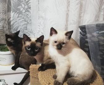 Породистые сиамские котята