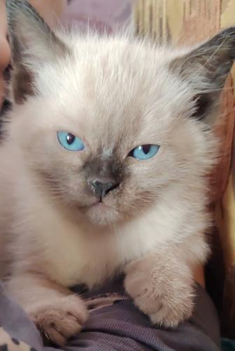 Породистые сиамские котята