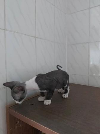 Продам котенка сфинкса.