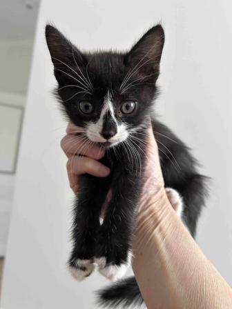 Отдам котенка в добрые руки