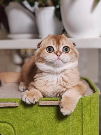 Шотландские котята скоттиш fold хайленд страйт золотая шиншилла, биколор