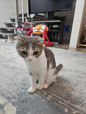 Отдам молодую кошку