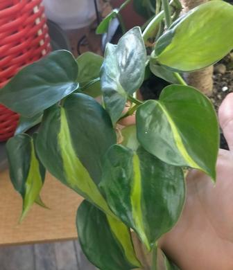 Филодендрон Бразилия