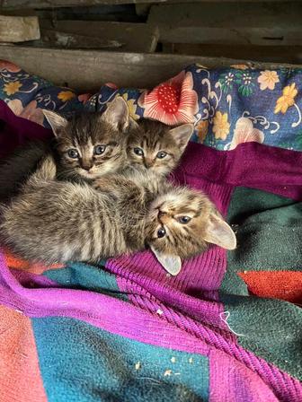 Отдадим котят в хорошие руки