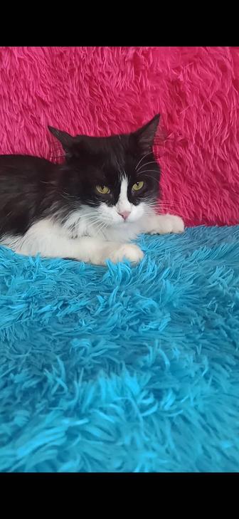 Кастрированный котик 1, 5 года в хорошие руки