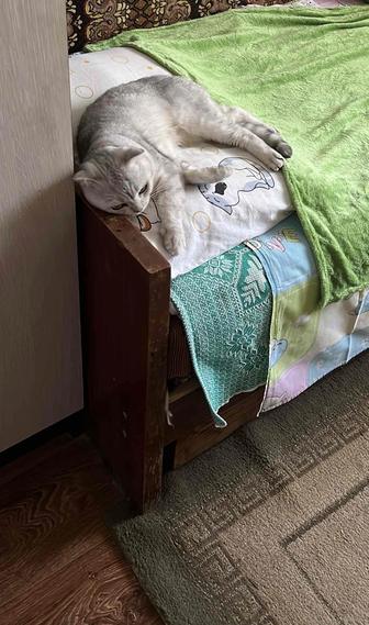 Котик ищет дом