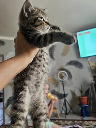 Шотландец. Цена символическая