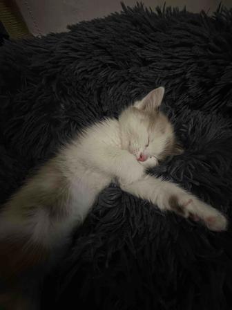 Отдам котят в хорошие руки