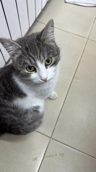 Пристраивается кот Мурзик, кастрирован