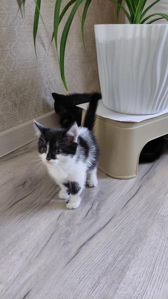 Отдам котят