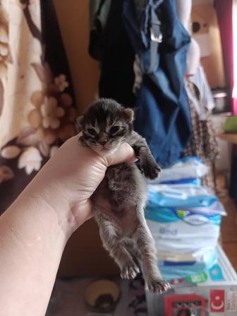 Бронь на Мейн-кун девочки