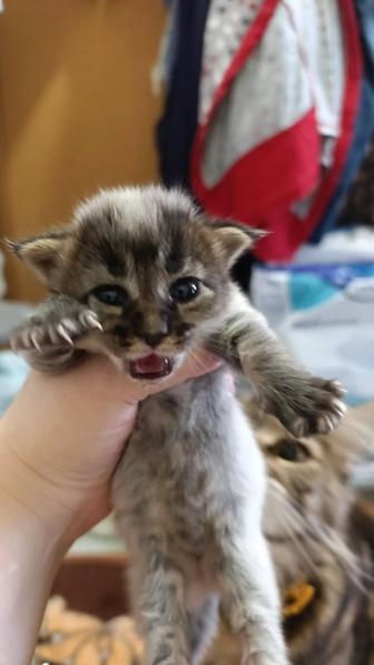 Бронь на Мейн-кун девочки