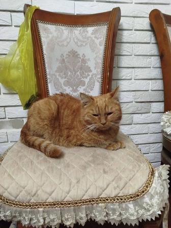 Срочно Отдам в хорошие руки кошка