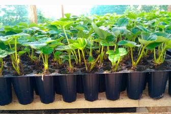 Предзаказ клубники в кассетах