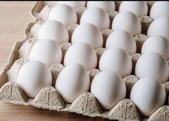 Продам яйцо куриное