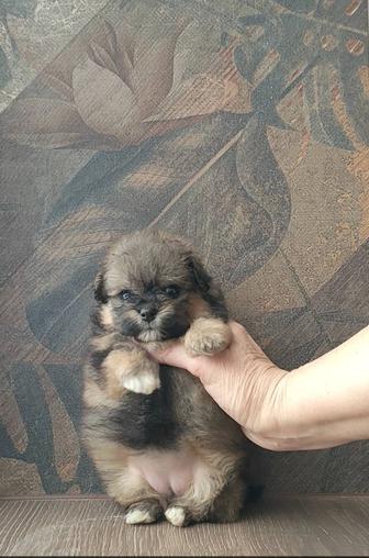 Щенок помопу