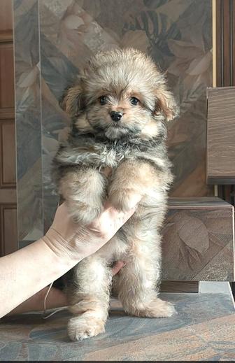 Щенок помопу