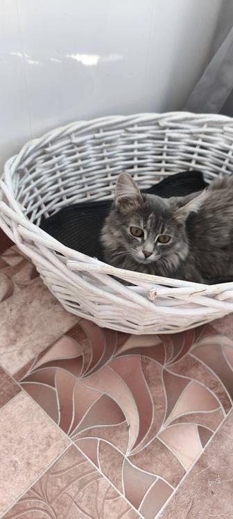Отдам котенка в добрые руки