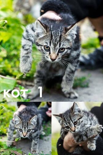 Отдам котят бесплатно