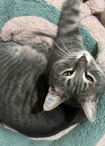 Отдам кошку в добрые руки