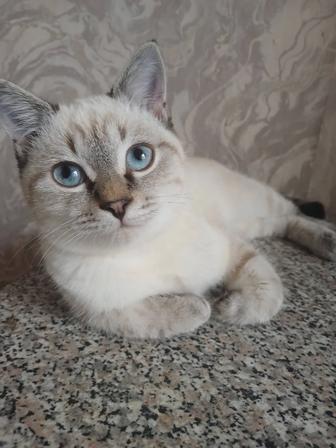 Арчик ищет надежную семью
