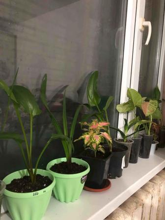 Продам комнатные цветы