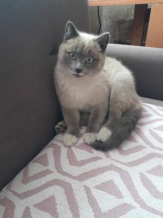 Дарю котика.