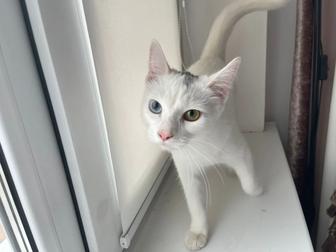 Отдам кошку в добрые руки