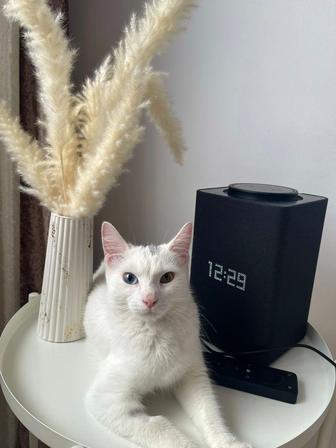 Отдам кошку в добрые руки