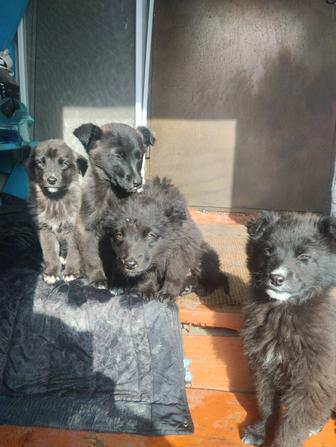 Щенки в добрые руки . Один кобелек и три девчушки
