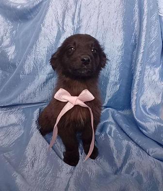 Щенки в добрые руки . Один кобелек и три девчушки