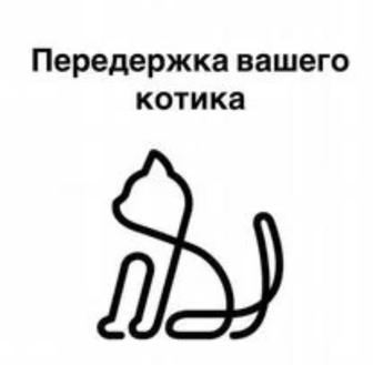 Передержка кошек