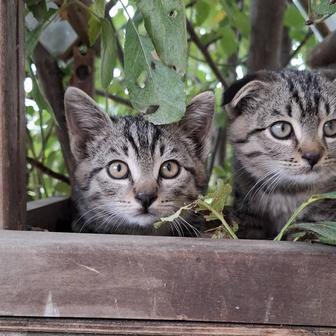 Отдам котенка в хорошие руки