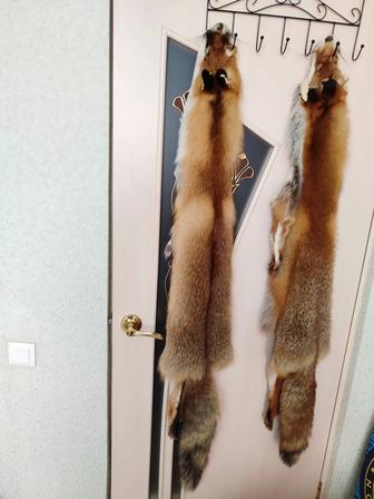Продам лисьи шкуры
