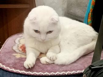 Белоснежный шотландский котик