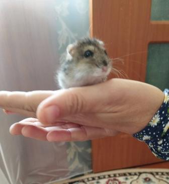Джунгарский хомяк