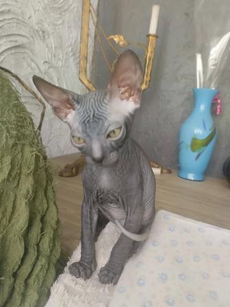 Котенок Канадский Сфинкс