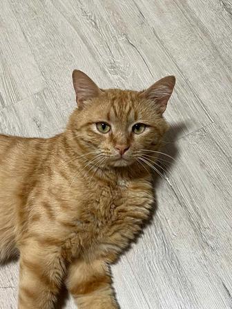 Кот бесплатно в хорошие руки