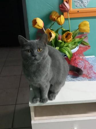 Котенок кошка кот