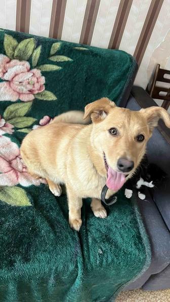 Дарю собаку возраст 1,5 года