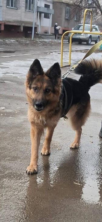 Отдам немецкую овчарку