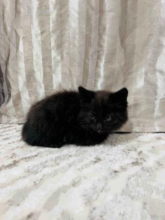 отдадим котят в добрые ручки
