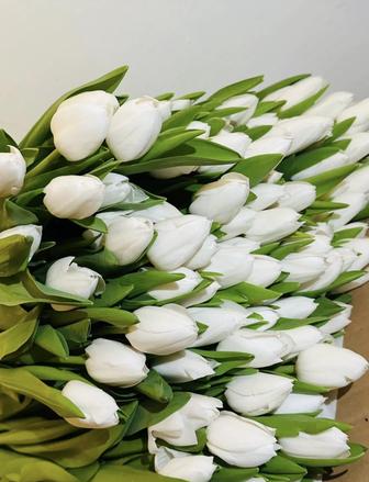 Голландские Тюльпаны! Большие, яркие! ЖИВЫЕ ФОТОГРАФИИ