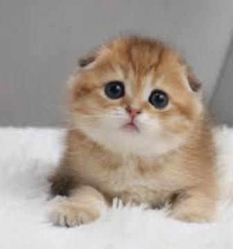 Скоттиш фолды и страйты