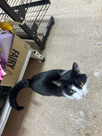 Отдам кота в хорошие руки