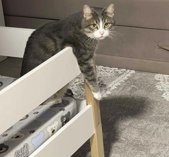 Отдам кота в добрые руки